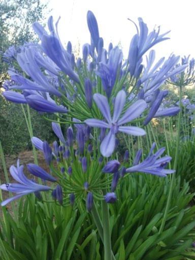 فندق Ca' Clementine Sasso di Bordighera المظهر الخارجي الصورة